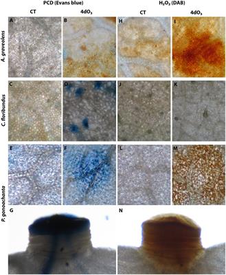 Ozone Impact on Emission of Biogenic Volatile Organic Compounds in Three Tropical Tree Species From the Atlantic Forest Remnants in Southeast Brazil